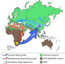 Image result for Asparagus flavicaulis