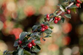 Image result for Cotoneaster