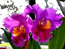 Image result for Rhipidoglossum densiflorum