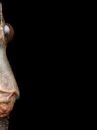 Image result for Pseudoprosopis