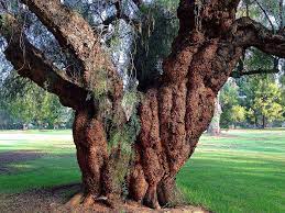 A Picture Of An Old California Pepper Tree On The Claremont Golf Course There S A Squirrel On It Can You Can Find It Pepper Tree Tree Beautiful Tree