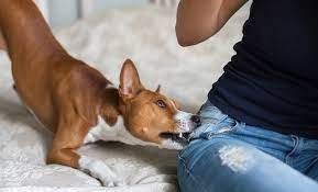 Sonar Que Tu Perro Te Ataca La Traicion En Tu Vida