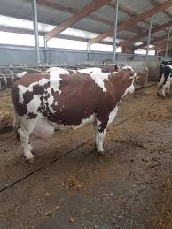 Ro te asteapta anunturi gratuite cu locuri de munca, apartamente de vanzare, case, masini second hand, camere de inchiriat, telefoane mobile si multe altele. Animale Si Pasari Anunturi Agricole Pagina 8