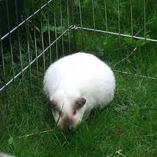 Breeding From Your Guinea Pig Bishops Stortford Vets