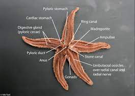 Sea Star Dissection Complete Internal Anatomy Dissection Radial Nerve Sea Star