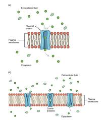 Facilitated Diffusion Diagram Quizlet