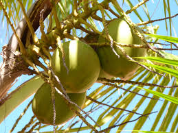 Image result for Cocos nucifera