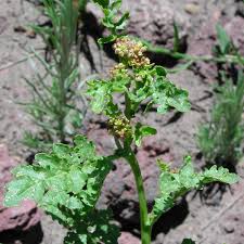 Image result for Rorippa