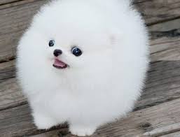 Lovely Teacup Pomeranian Puppies For Adoption Pomeranian Puppy Teacup Pomeranian Puppy Puppy Adoption