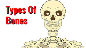 The metaphysis is the wide portion of a long bone between the epiphysis and the narrow diaphysis. Types Of Bones Long Bones Short Bones Sesamoid Flat Irregular