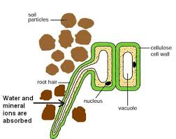 Nov 08, 2020 · instructions. Mineral Ions In Plants Grade 9 Understanding For Igcse Biology 2 22 Pmg Biology