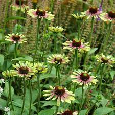 Echinacea Purpurea Green Twister Pl120 Echinacea Purpurea Unusual Flowers Blooming Plants