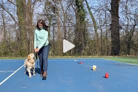 Get your team aligned with all the tools you need on one secure, reliable video platform. Training Party Tails Of Connection How To Connect With My Dog Online Dog Training Strengthen Your Bond Dog Owners