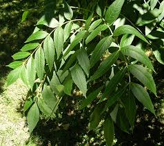 Image result for Xymalos monospora