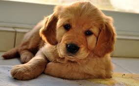 Golden retriever puppies alabama for sale. Golden Retriever Puppies For Sale 200 Alabama Usa Cute Doggies And Puppies Free Images
