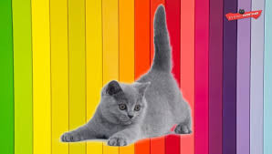 Plus, bathing and blow drying the cat helps prevent the hair from tangling. British Shorthair Colours Full Guide My British Shorthair
