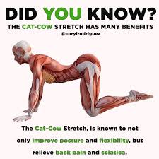 The Cat Cow Yoga Benefits Easy Yoga Workouts Yoga Fitness