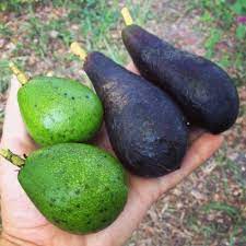 Central florida has many choices for growing avocados. Cold Hardy Avocados Guide To Cultivation And Varieties Florida Fruit Geek