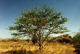 Image result for Acacia robusta