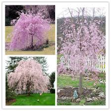 Maybe you would like to learn more about one of these? Japanese Cherry Blossom Seeds Nz Buy New Japanese Cherry Blossom Seeds Online From Best Sellers Dhgate New Zealand