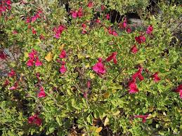 Image result for Sebaea microphylla