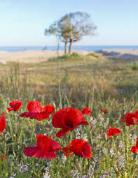 Maybe you would like to learn more about one of these? Le Coquelicot Caracteristiques Histoire Entretien
