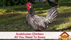 Ameraucana Chicken Care Guide Color Varieties And More