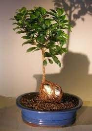 We did not find results for: Ginseng Ficus Bonsai Tree For Sale Root Over Rock Style 1 Ficus Retusa Bonsai Tree Gardener