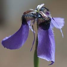 Image result for Moraea clavata