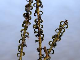 Image result for Lagarosiphon muscoides