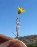 Image result for Leysera