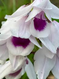 Image result for Orthochilus euanthus