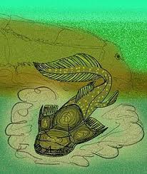 Image result for Austrosynotis