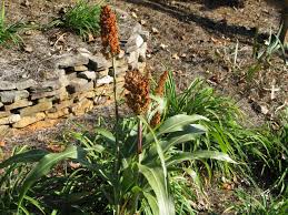 Image result for Millettia psilopetala