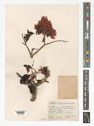 Image result for Schotia afra