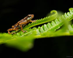 Image result for Pandiaka rubrolutea