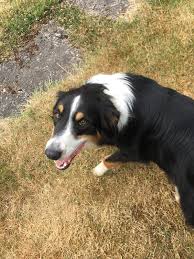 Smoke from cooking or even shower steam can sometimes set off a smoke alarm. How To Get Rid Of Skunk Smell