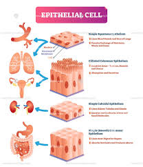 Epithelial Cells Anatomical Vector Illustration Infographic Diagram Tissue Biology Cells Project Medical Laboratory Science
