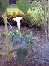 Image result for durman obecný květ