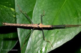 Image result for Pseudobromus