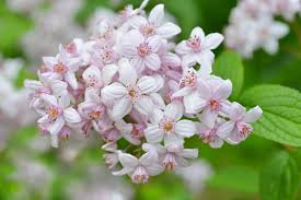 Image result for Deutzia x hybrida ′Mont Rose