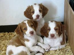 Brittany Spaniel Pups Classic Look In 2020 Brittany Spaniel Puppies Brittany Dog Brittany Spaniel Dogs