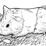Ausmalbilder meerschweinchen in der rubrik ausmalbilder meerschweinchen zum ausdrucken und haustiere wie hunde, katzen, vögel, kaninchen oder hasen sind die besten freunde der kinder. Ausmalbilder Tiere Auf Dem Bauernhof Kostenlos Drucken Und Ausmalen