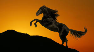 Everyone loves horses, and now everyone can enjoy beautiful horse wallpapers from unsplash. 3201155 2040x1535 Animals Art Clouds Herd Horses Landscapes Nature Roberta Sky Sunrise Sunset Wesley Cool Wallpapers For Me