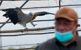 Burung ini juga merupakan salah satu burung yang paling langka, trulek jawa (vanellus macropterus) adalah burung yang hanya ada di jawa. Bksda Yogyakrta Lepaskan Burung Langka Yang Diserahkan Warga Bisnis Com