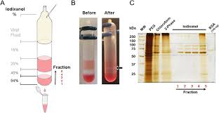 Image result for White 1998 AAV