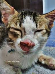 Fungus atau jamur ini dapat menyerang beberapa anggota badan kucing diantara seperti. Klinik Haiwan Kampar Ku Sayang Sporotrichosis