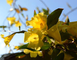 Flowering trees of the world group. Carolina Yellow Jessamine Florida Native Vine Florida Gardening Secret Garden Little Garden