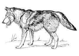 Check spelling or type a new query. Animal Realistic Wolf Coloring Pages Novocom Top
