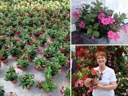 Here are a few guidelines for growing rios: New Markets Open Up Thanks To Mandeville Breeding Advances